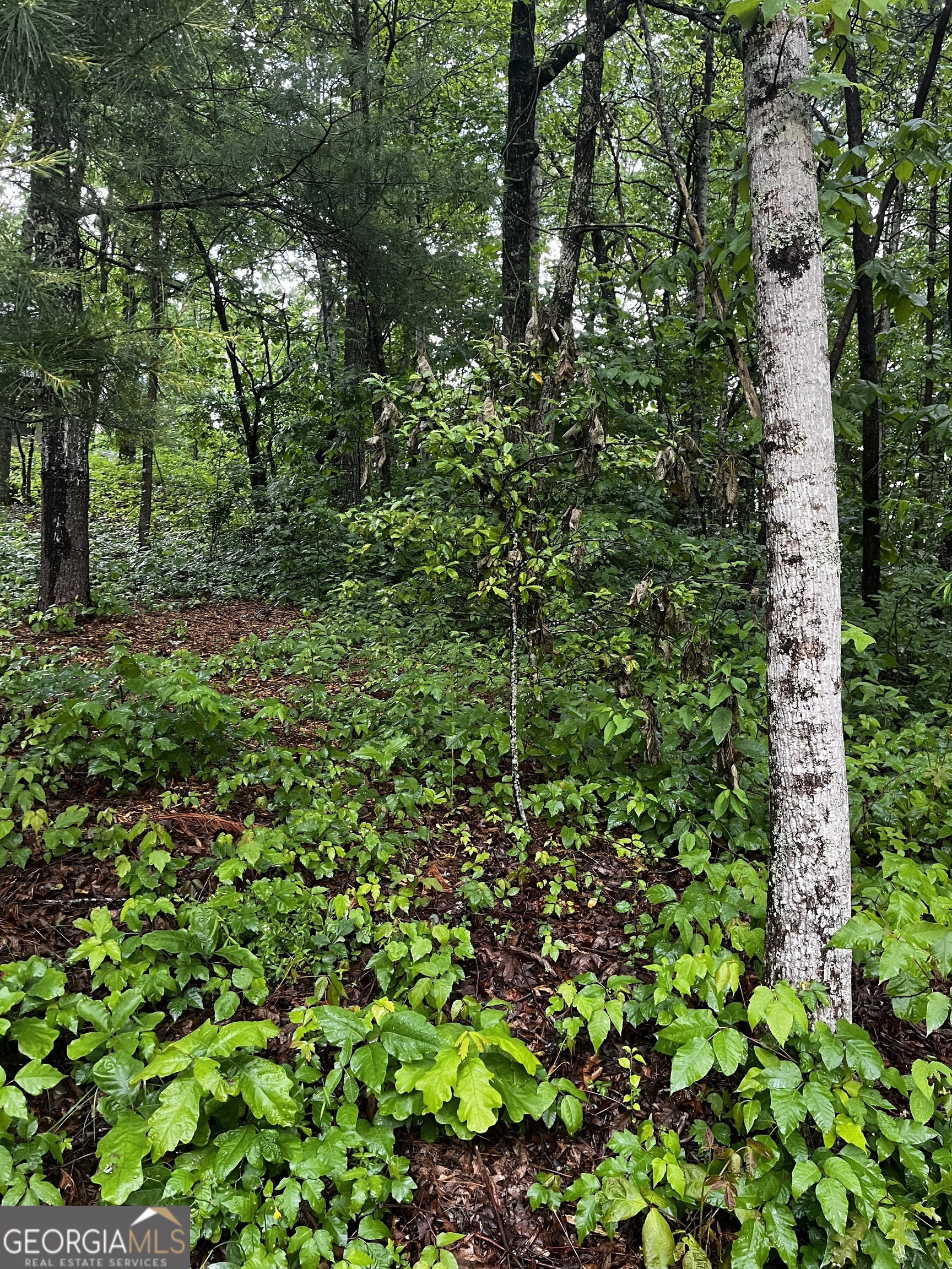 view of a lush green forest