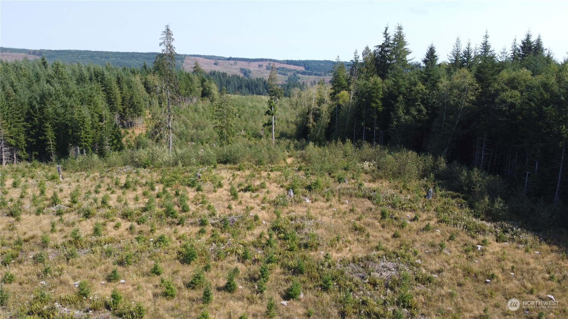 a view of a green field with lots of bushes