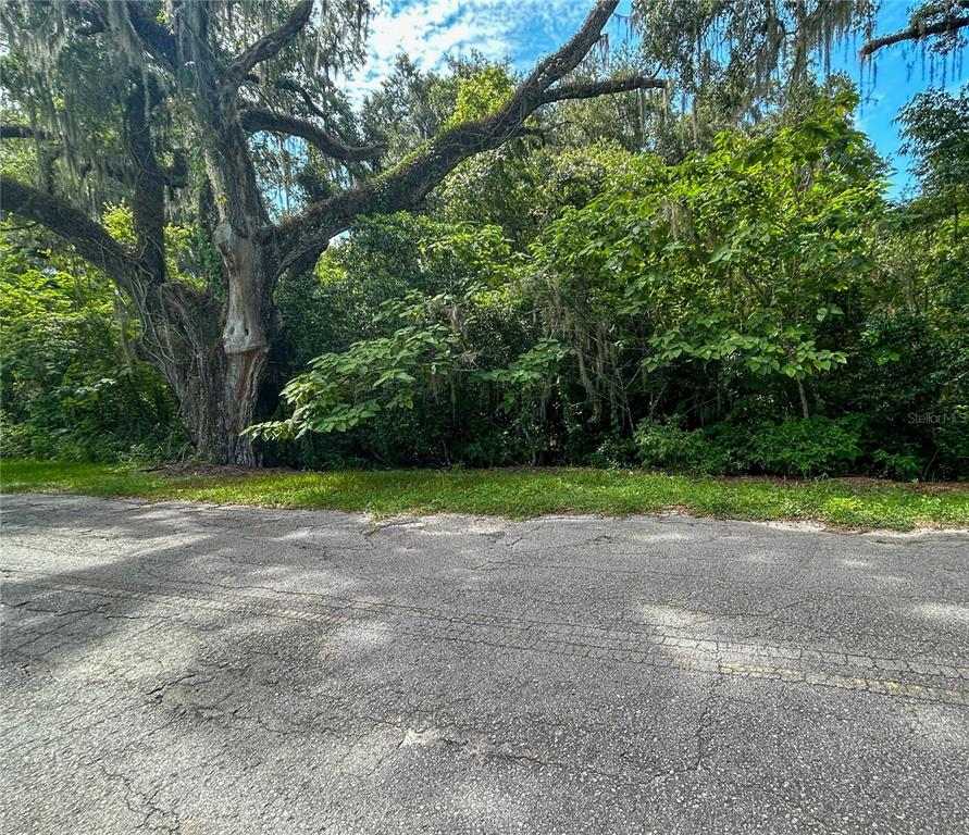 a view of a yard with a tree