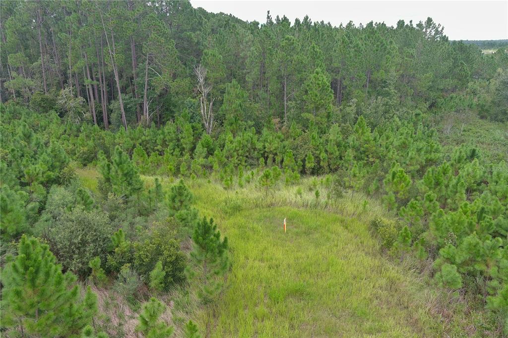 a view of a lush green forest with trees and some houses