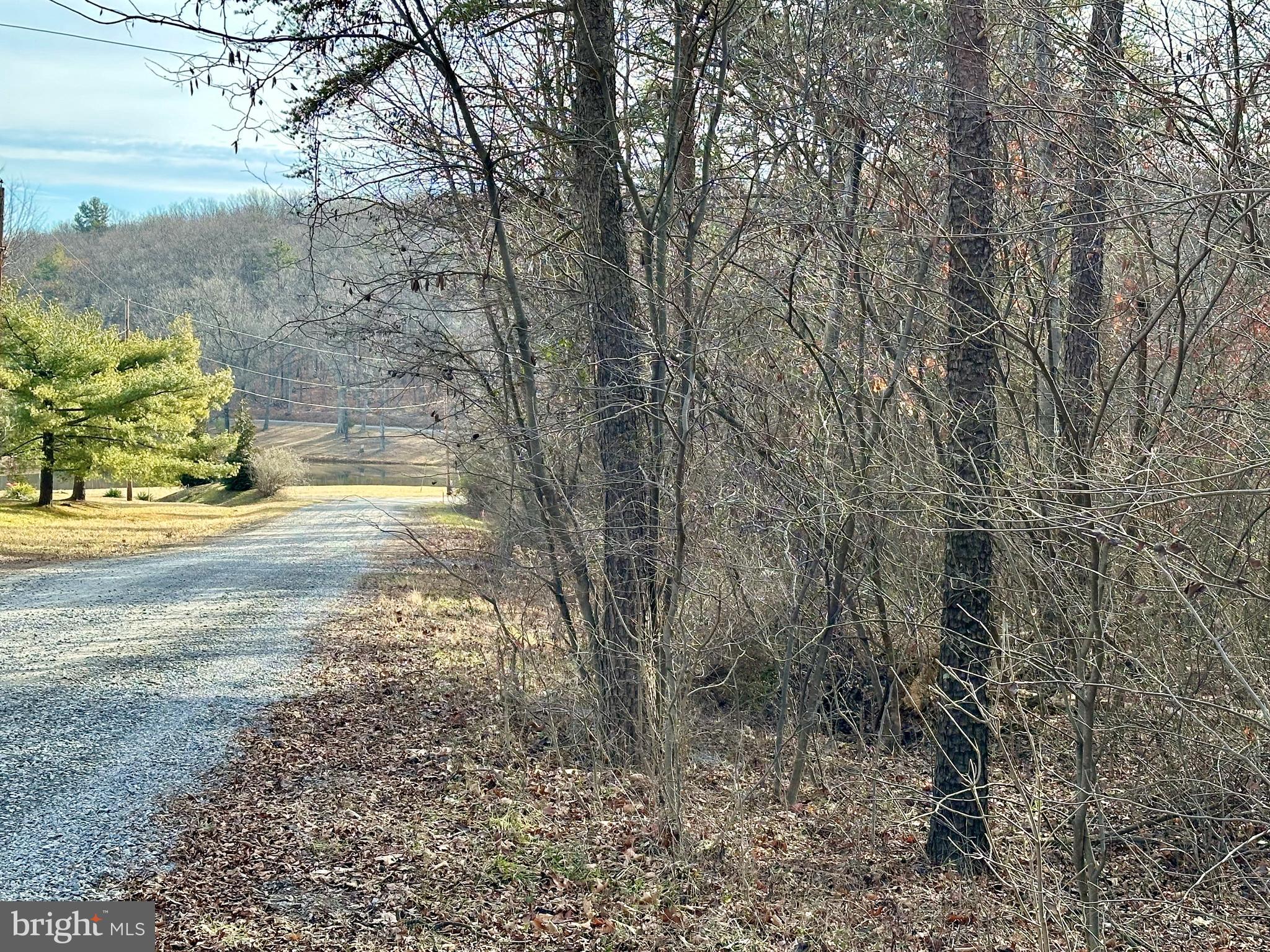 a view of a yard with large trees