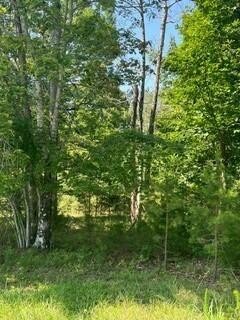 a yard with lots of trees