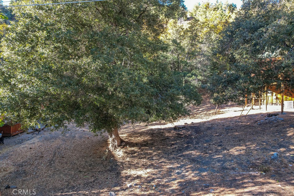 a view of a yard with a tree