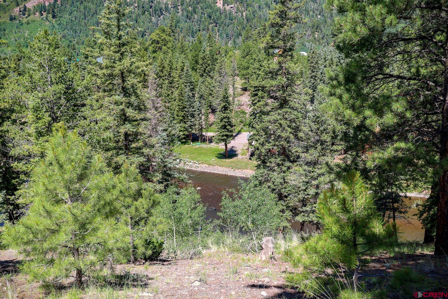 a view of a forest with a tree