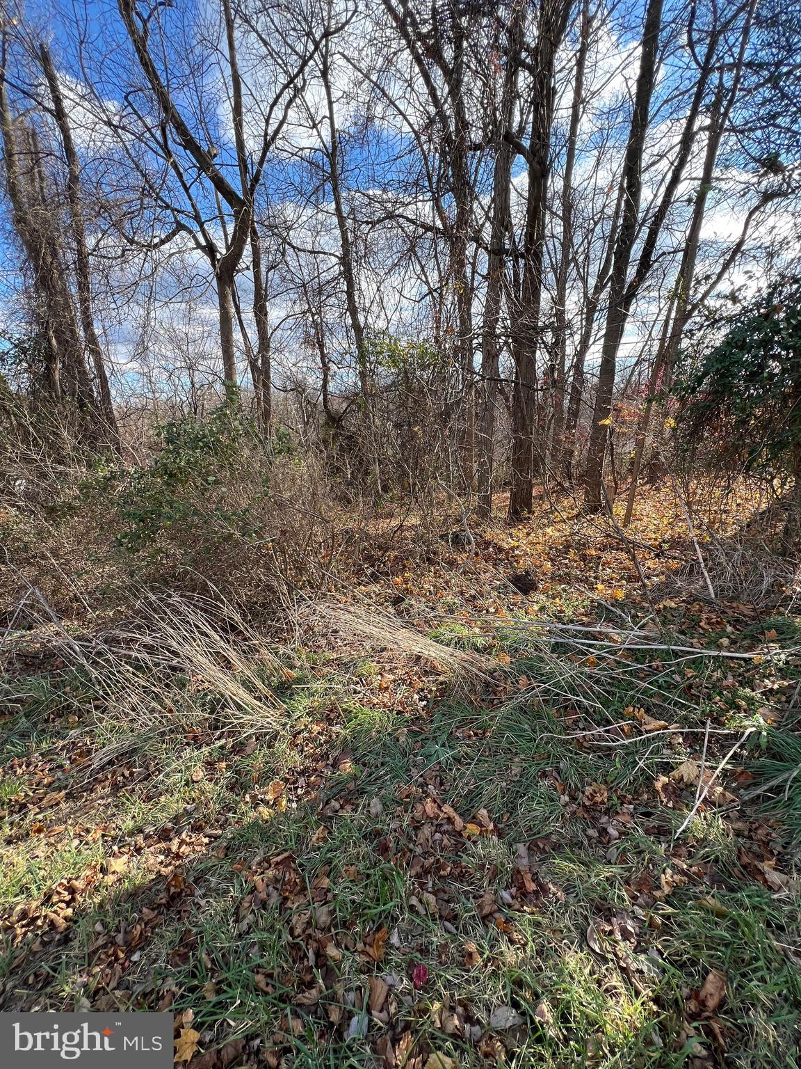 a view of a yard with a tree