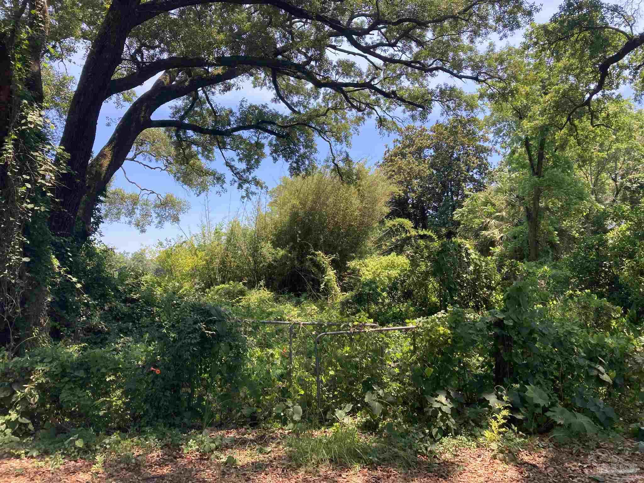 a view of a tree in a forest