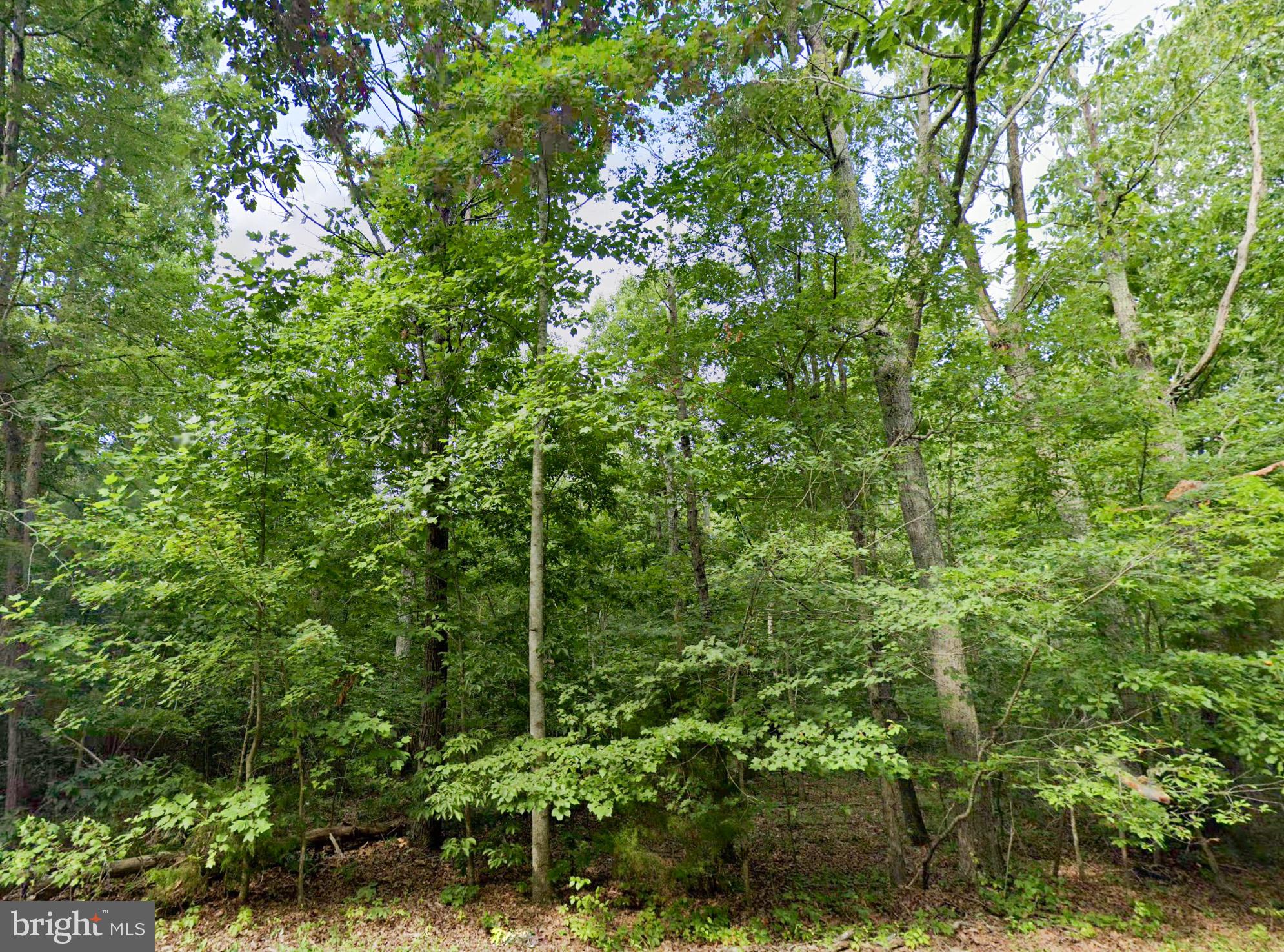 a view of a forest with lots of trees