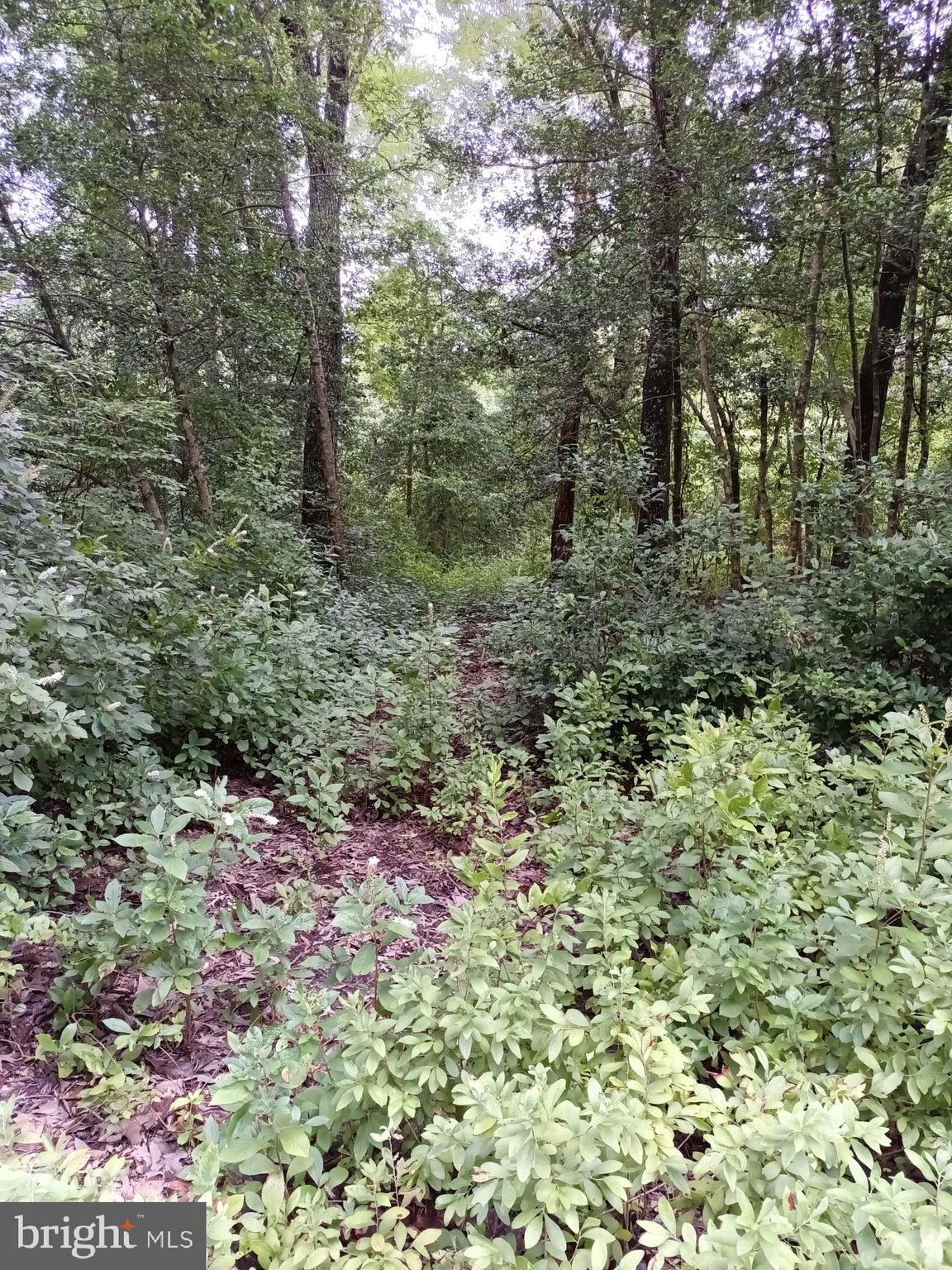 a view of a forest with trees in the background