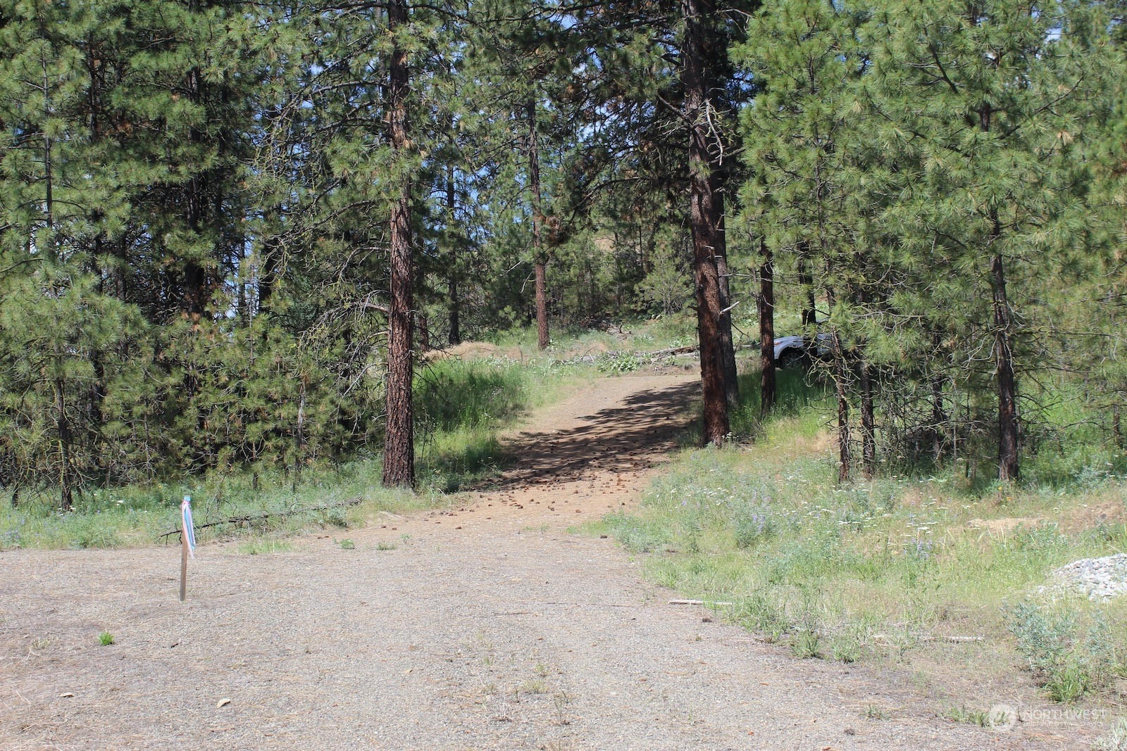 a view of a forest with trees