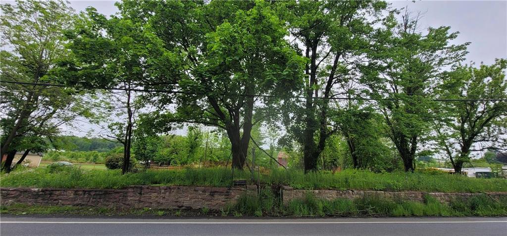 a view of a forest