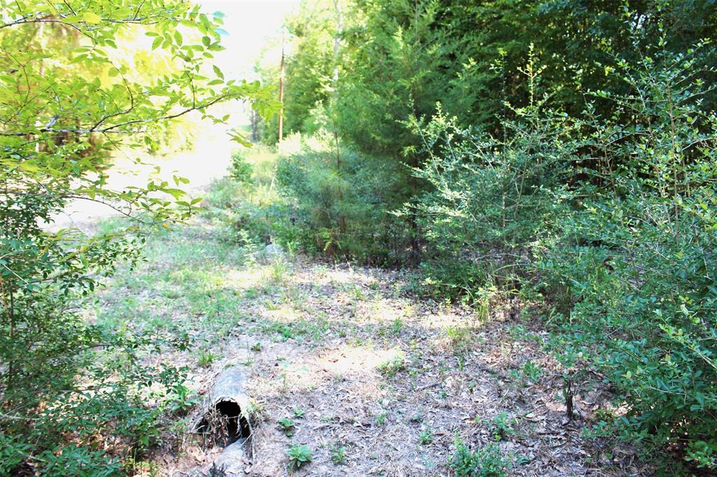 a view of a yard with plants and a tree