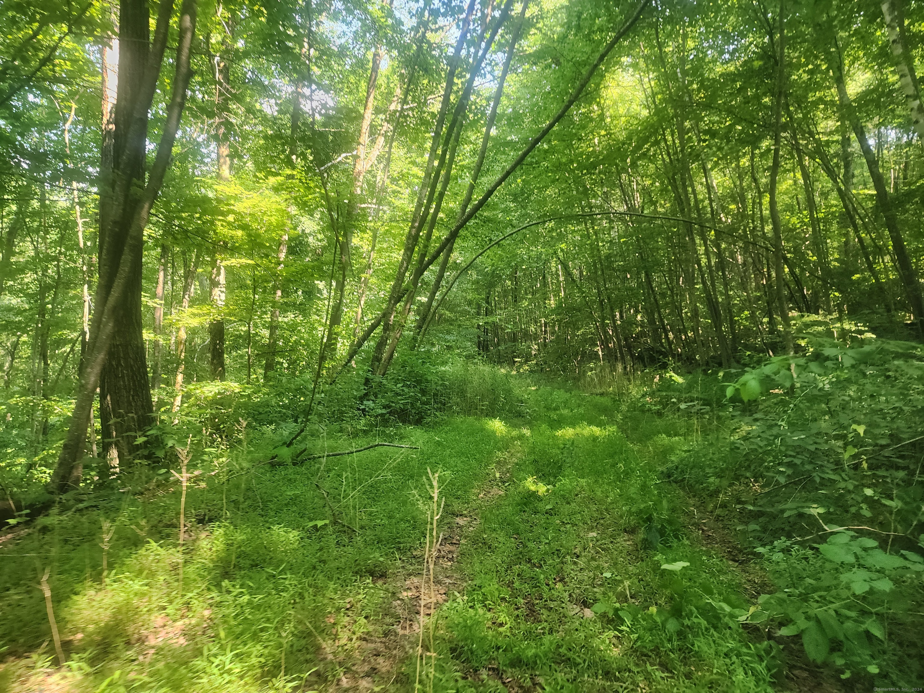 a view of a lush green space