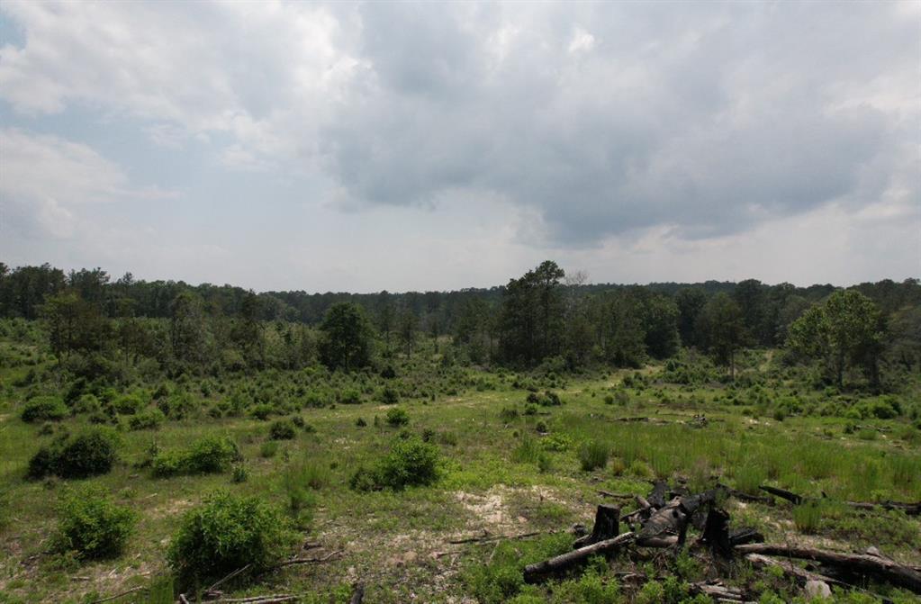 a view of a green field with lots of bushes