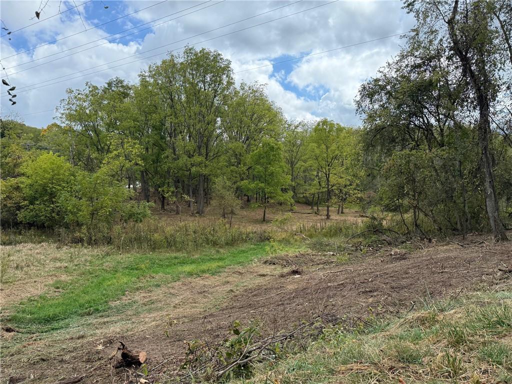 a view of a forest with trees in the background