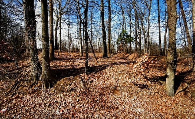 a view of a yard with large trees