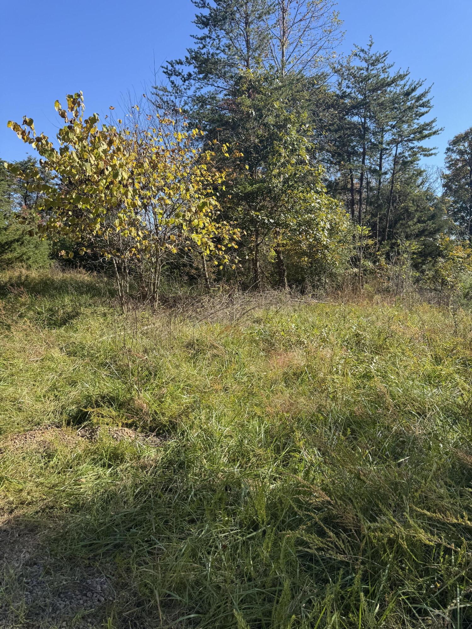 a view of a bunch of plants and trees