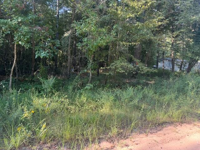 a view of a lush green forest with lots of trees