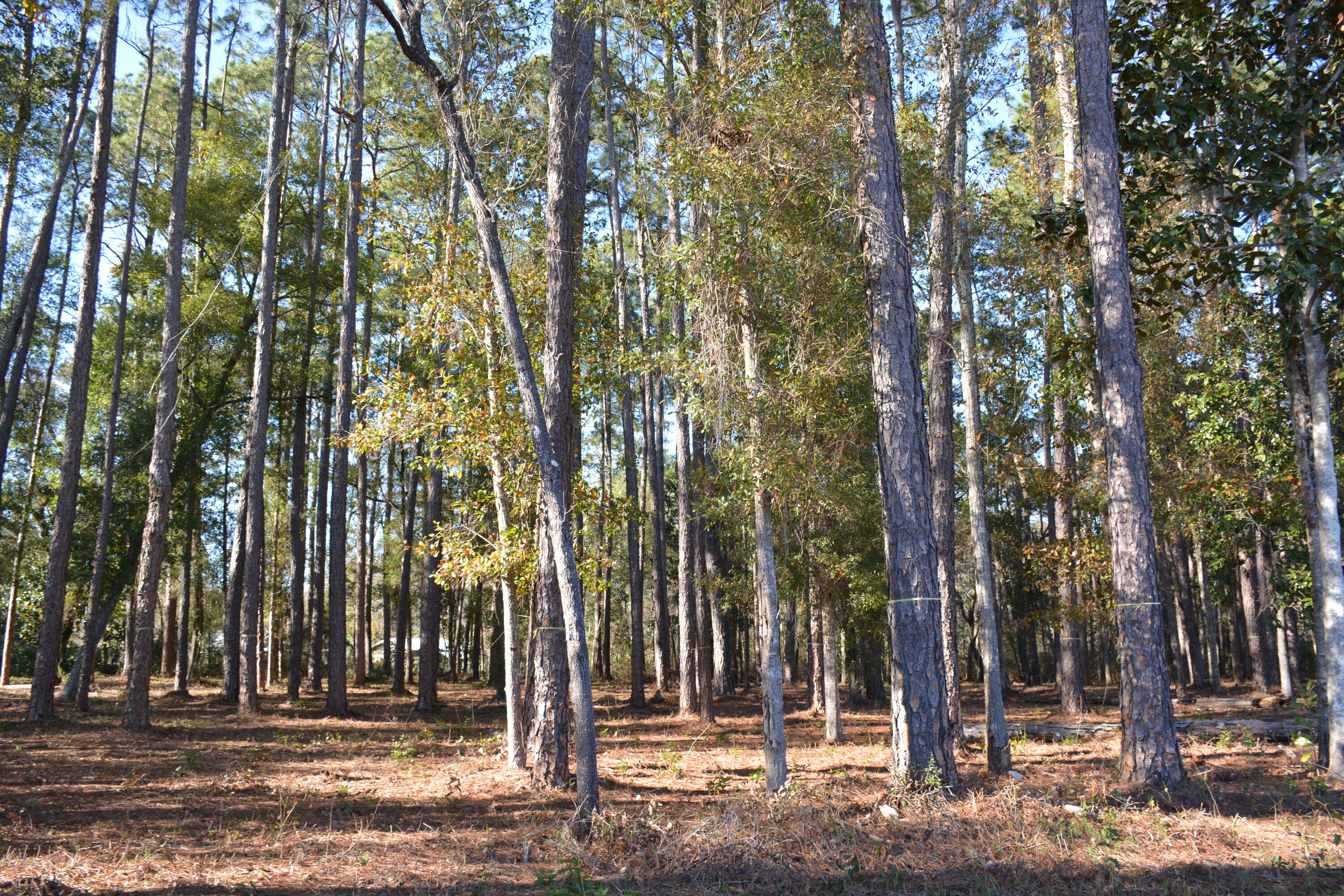 a view of outdoor space with trees