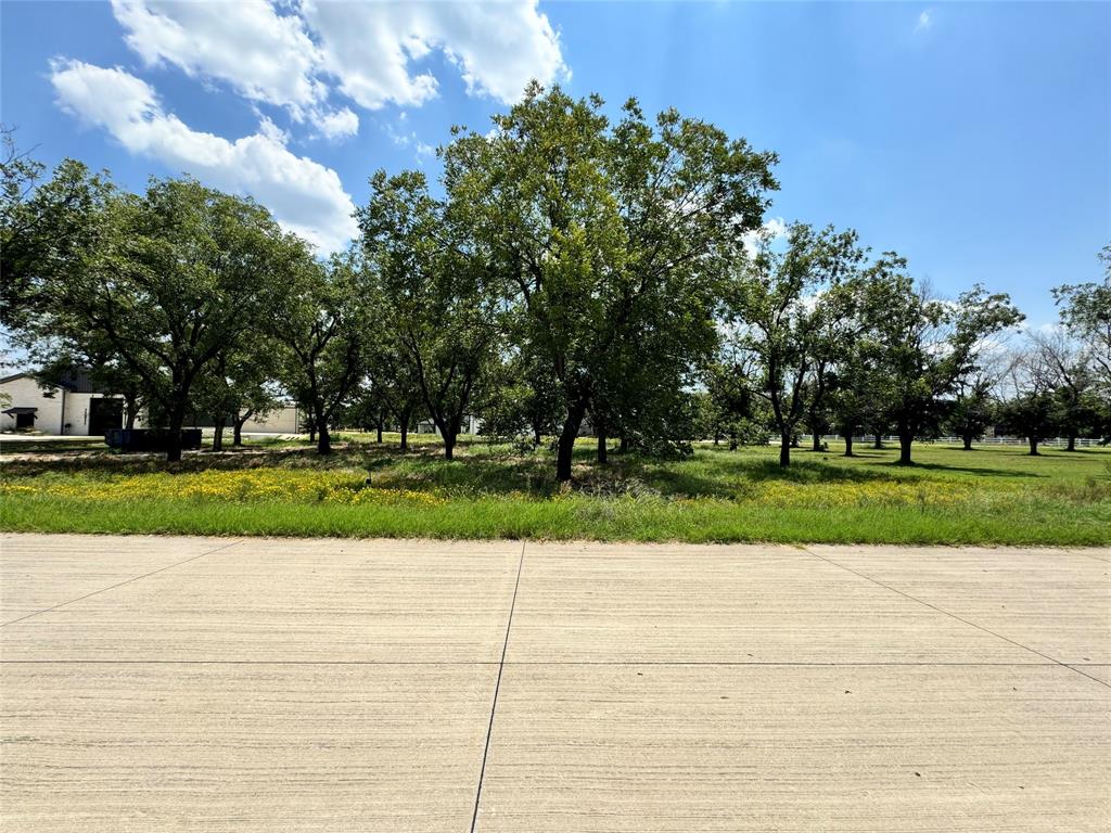 a view of a yard with plants and large trees