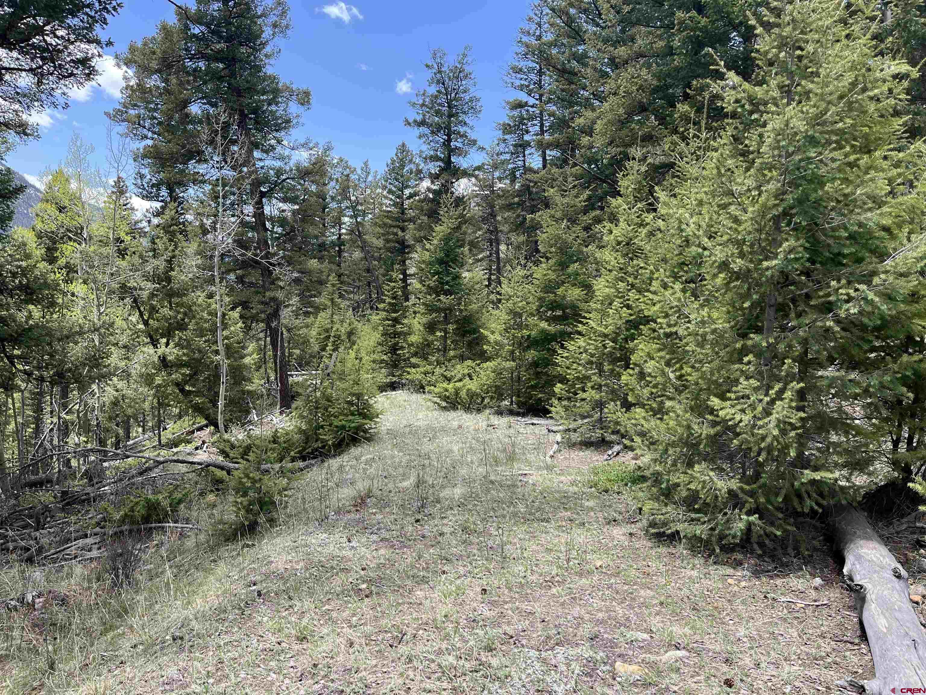 a view of a forest with trees in the background