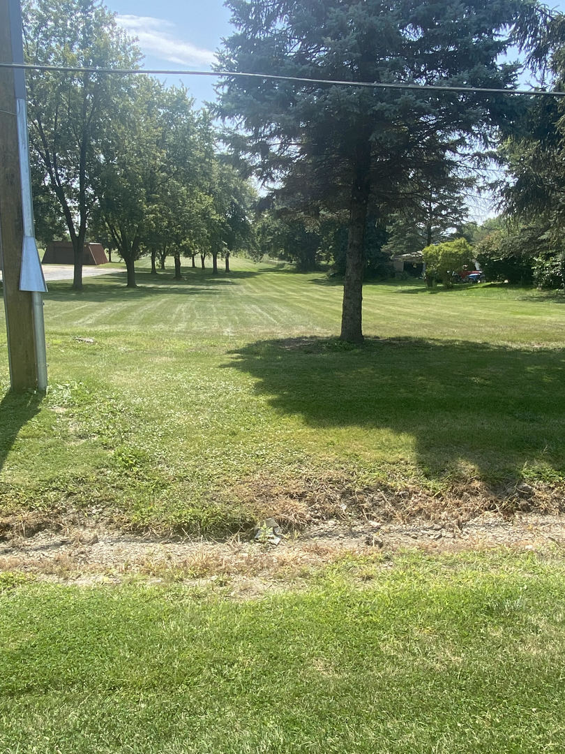 a view of a trees in a park