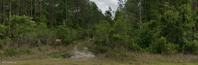 a view of a lush green forest