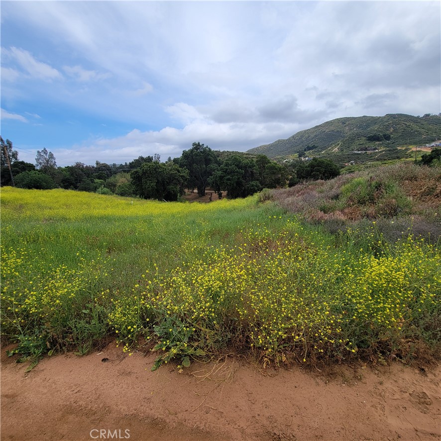 a view of a green field with lots of bushes