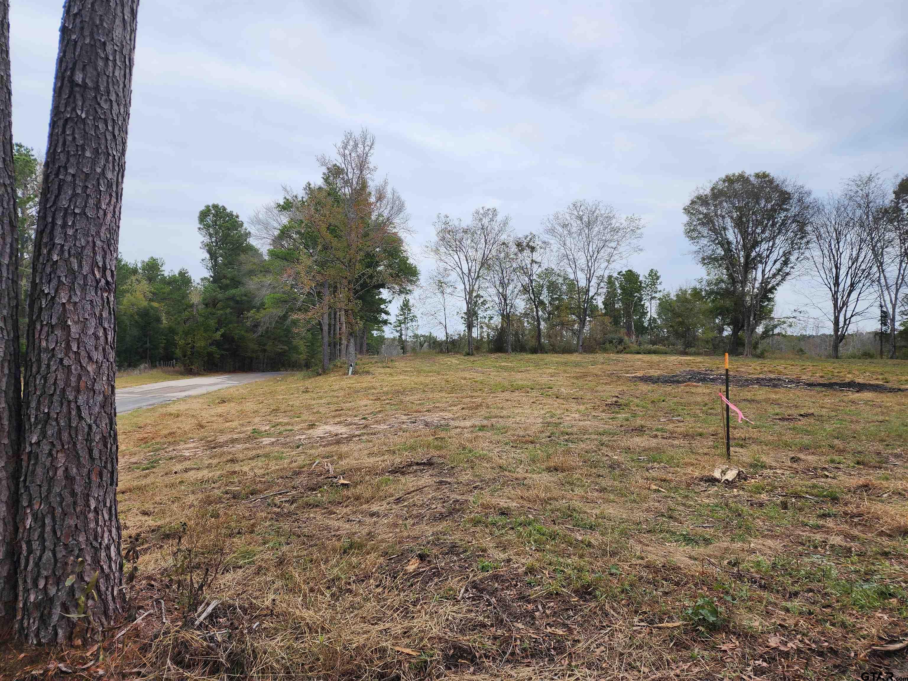 a view of a yard with a tree