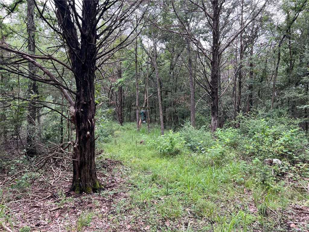 a view of a forest that has large trees