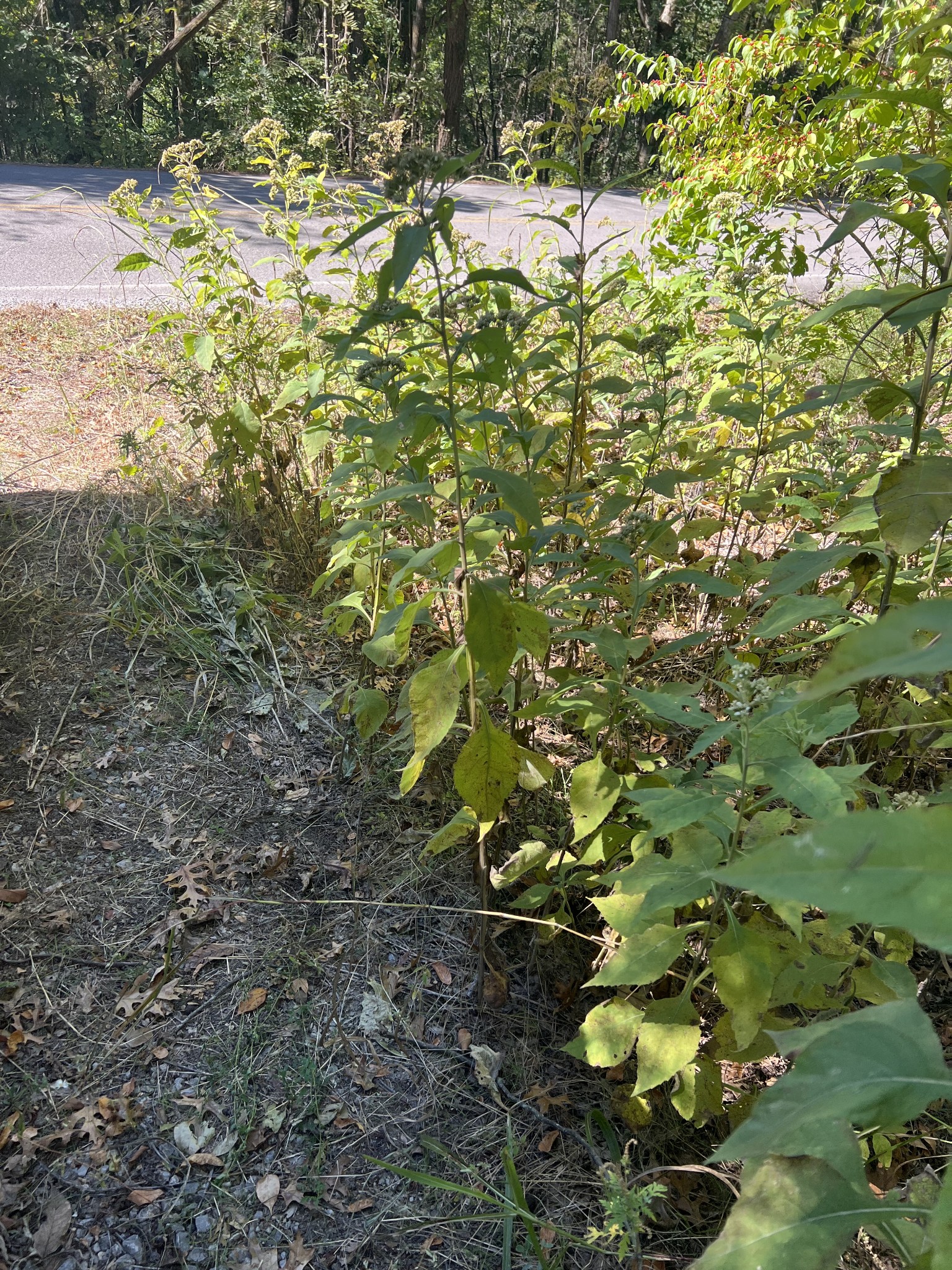 a view of a tree