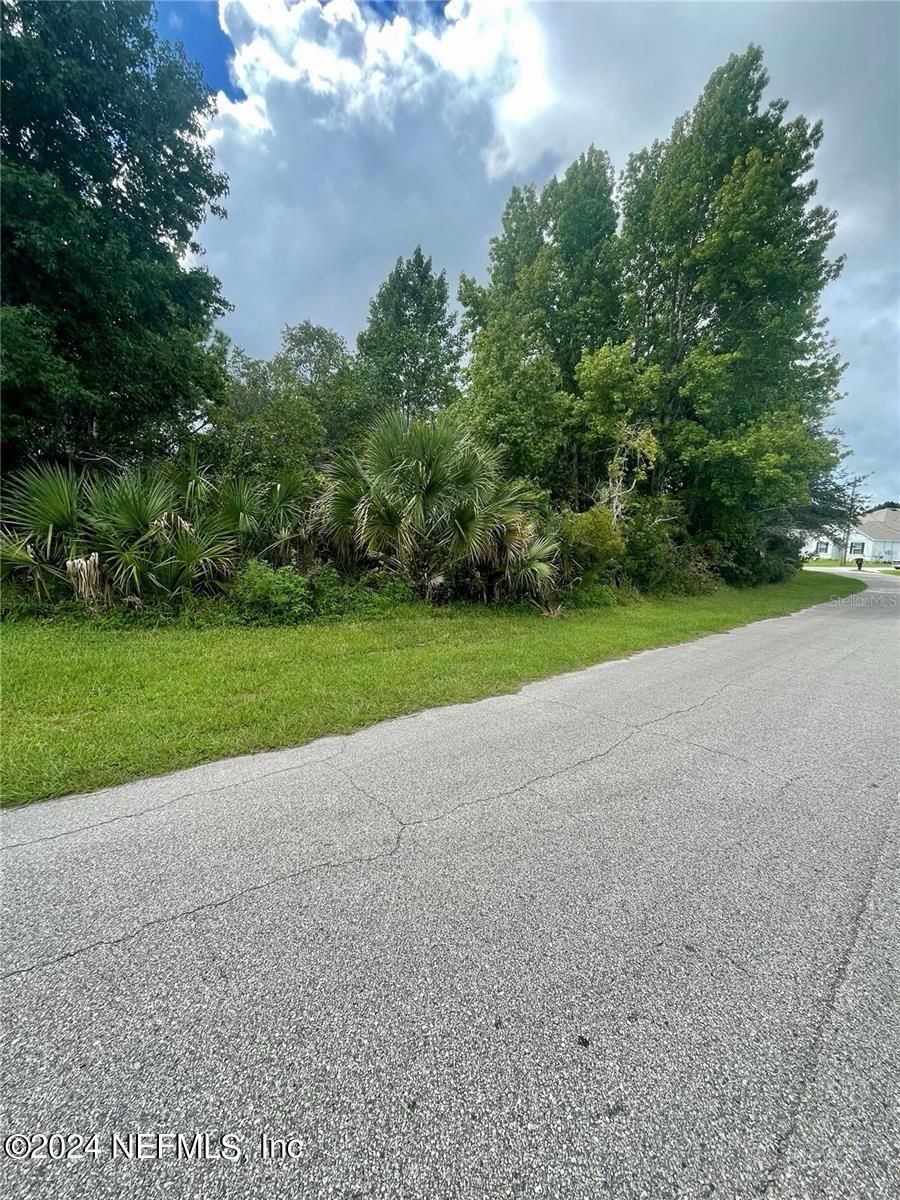 a view of a big yard with plants and large trees