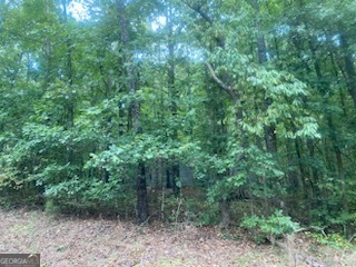 a view of a forest filled with trees