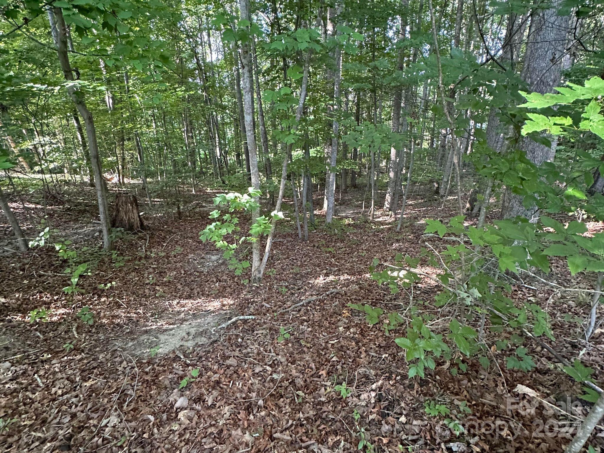 a view of a yard with plants and trees