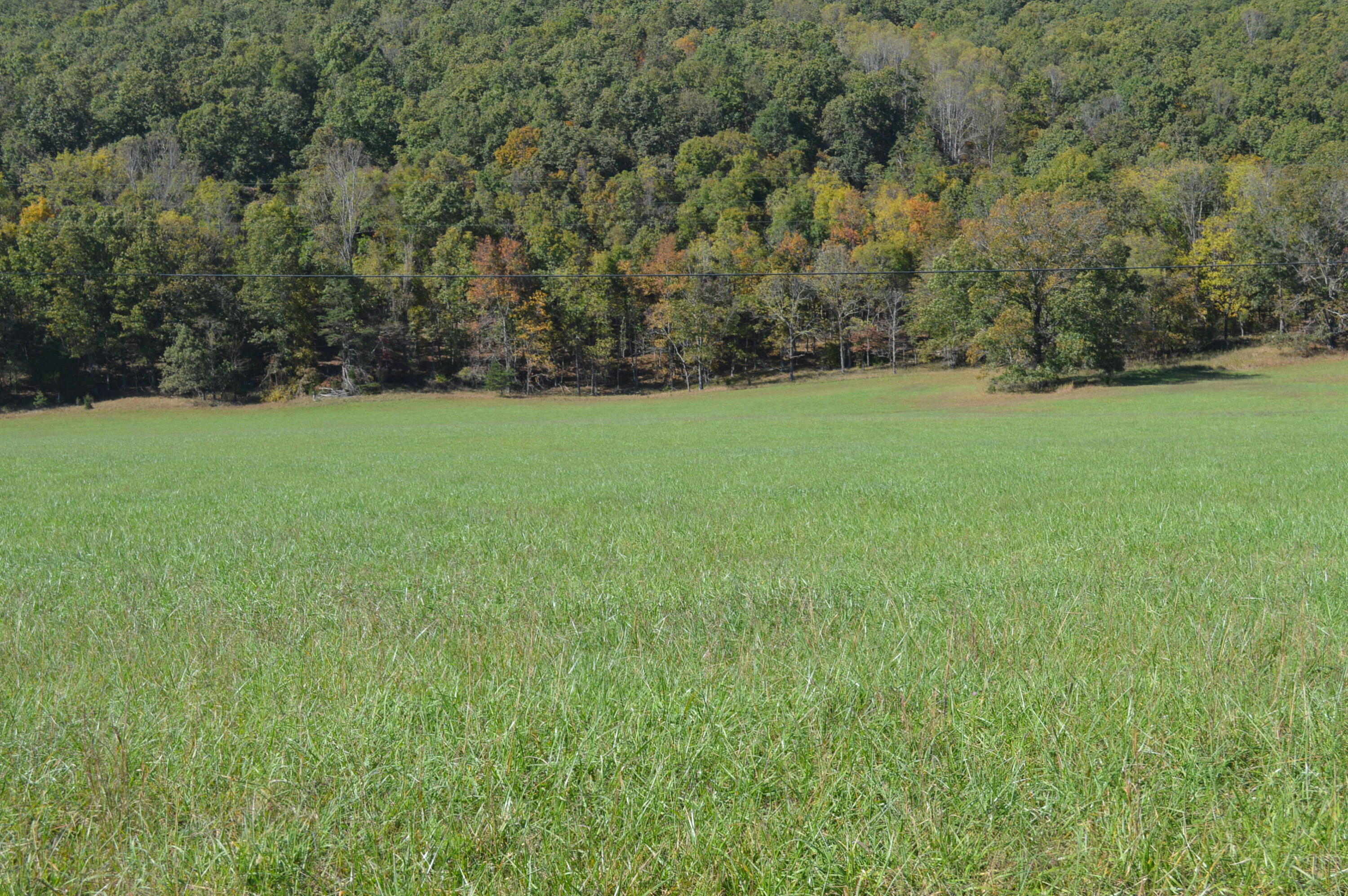 a view of a field of grass and trees