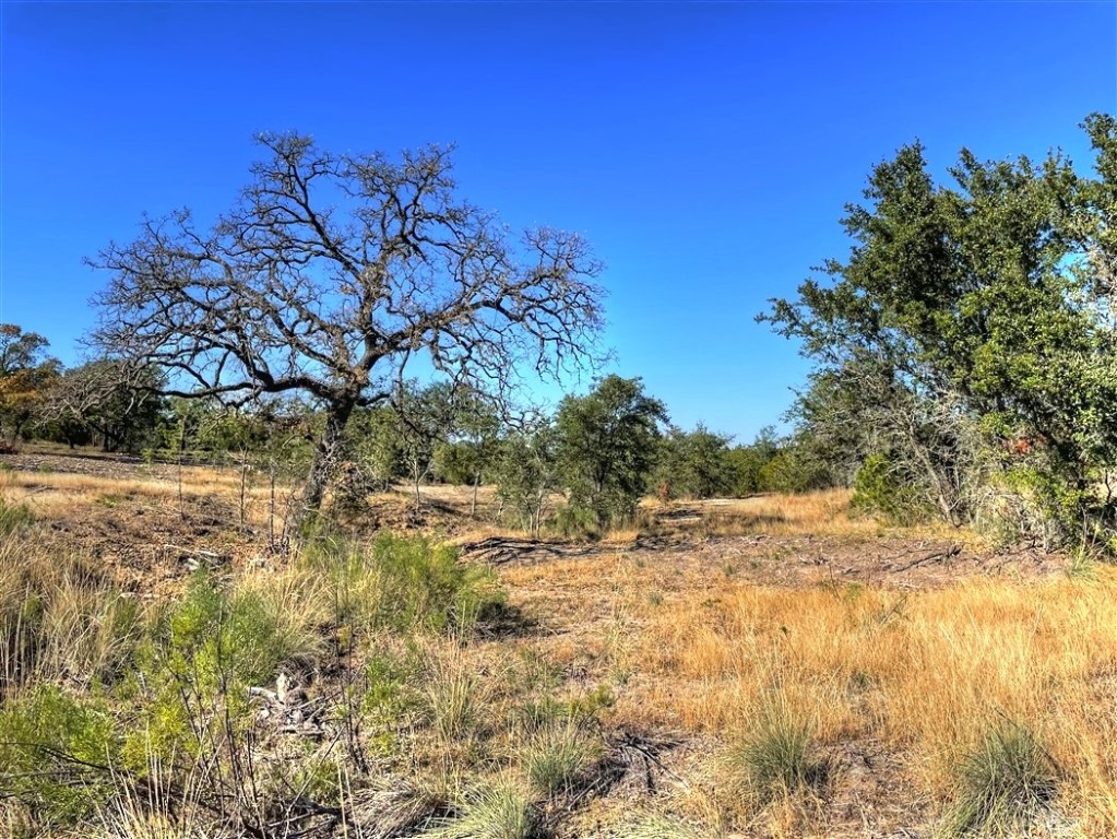 a view of a yard with a tree