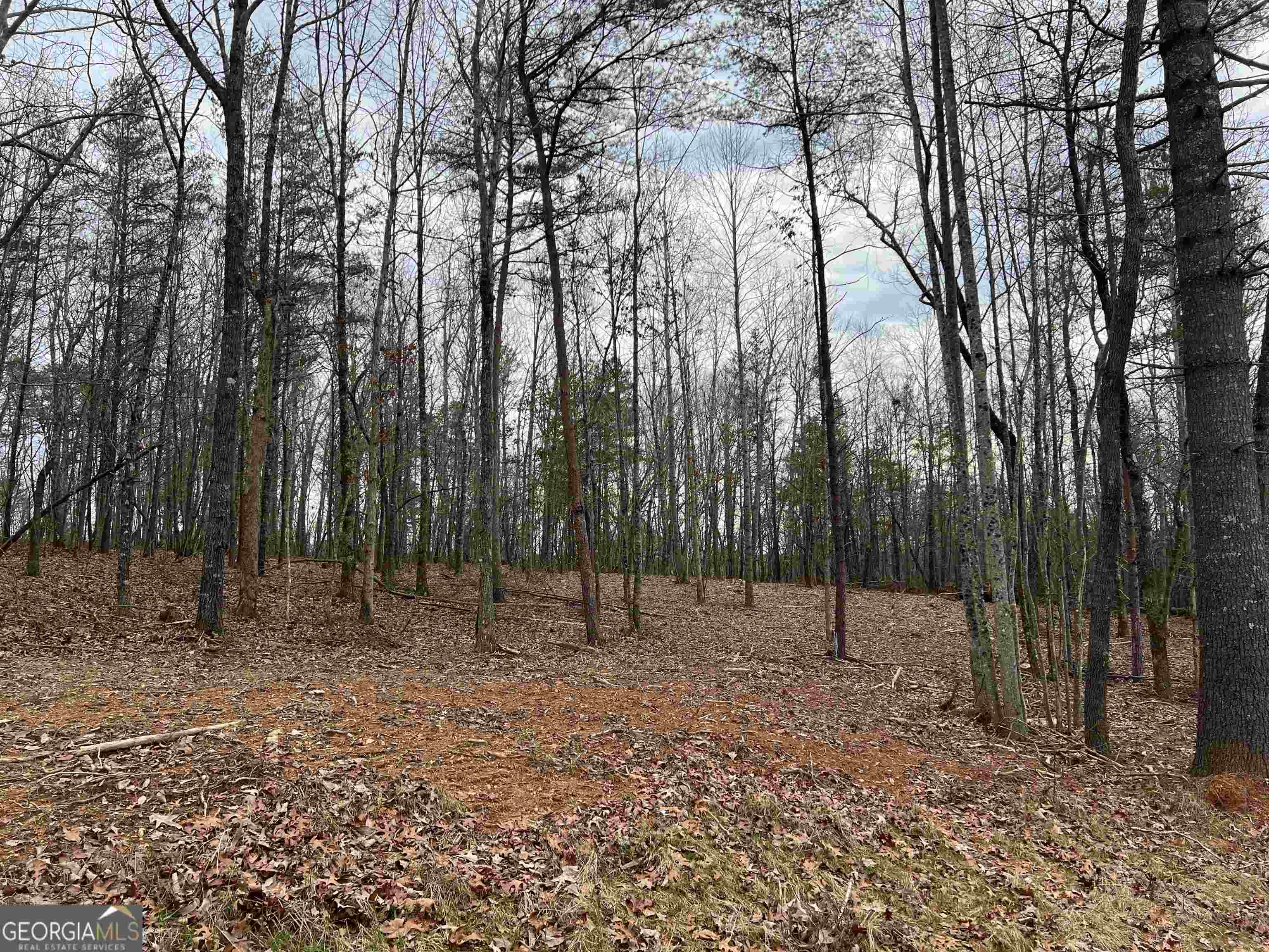 a view of outdoor space with lots of trees