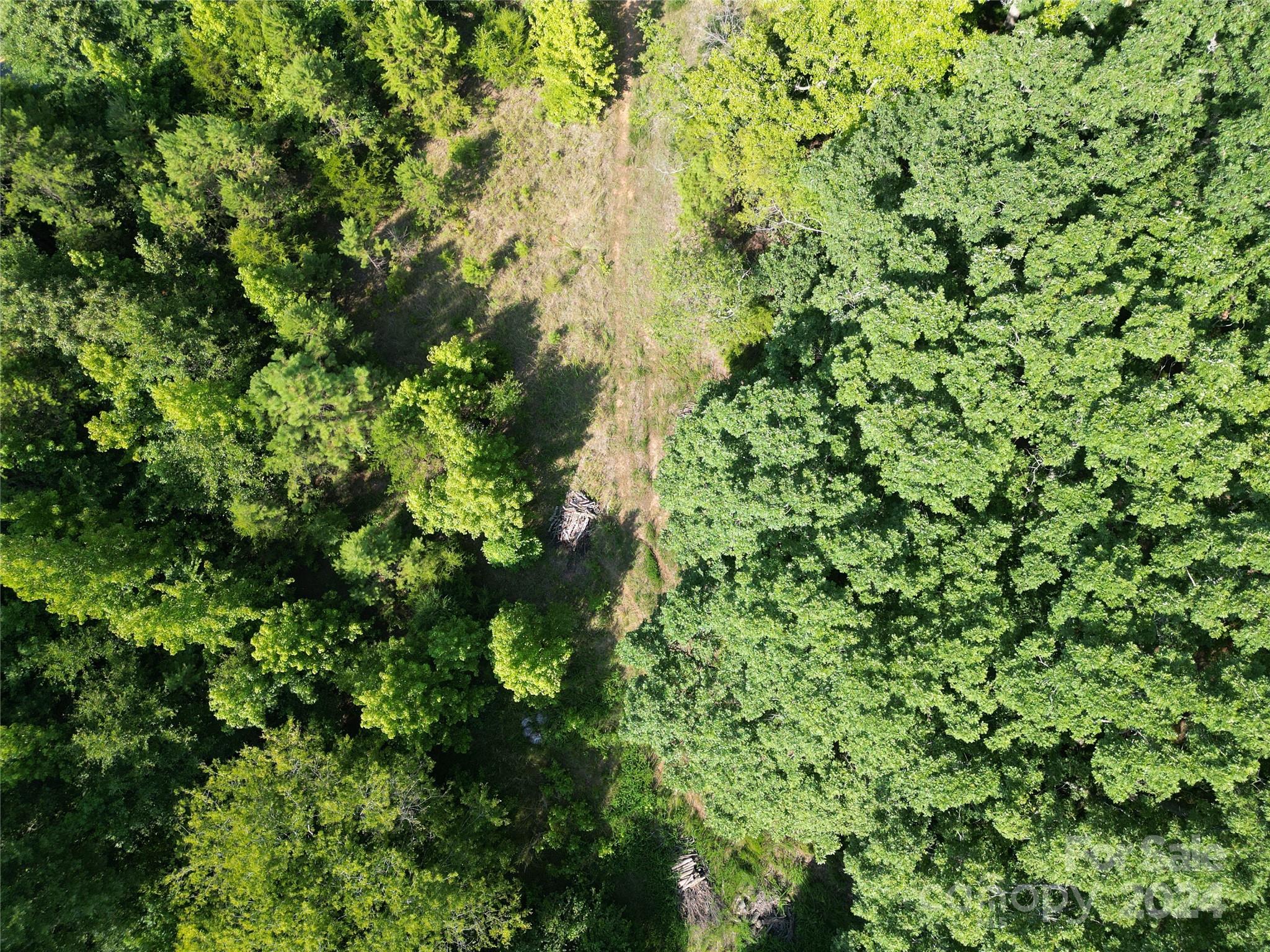 a view of a tree