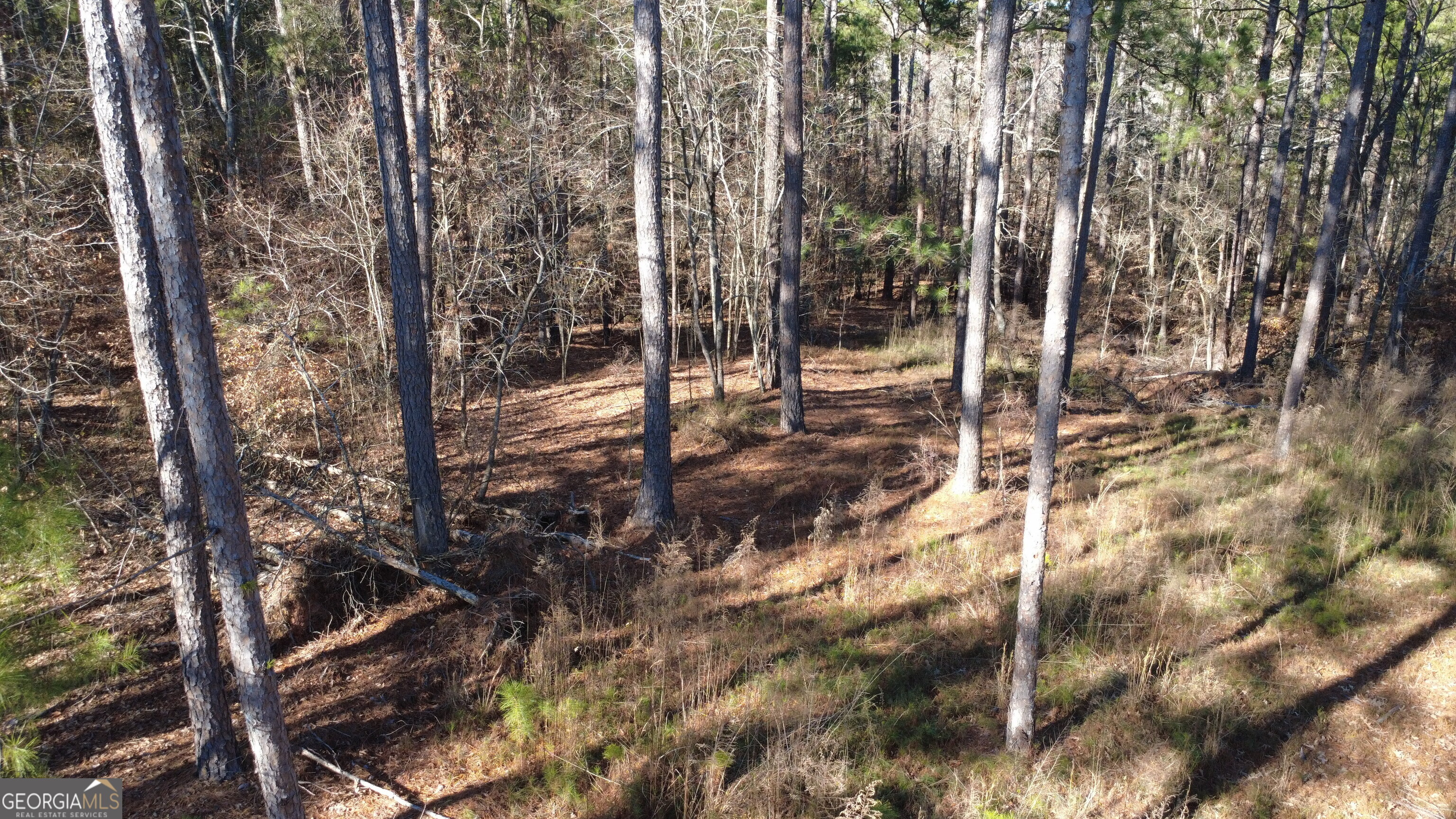 a view of a forest filled with trees