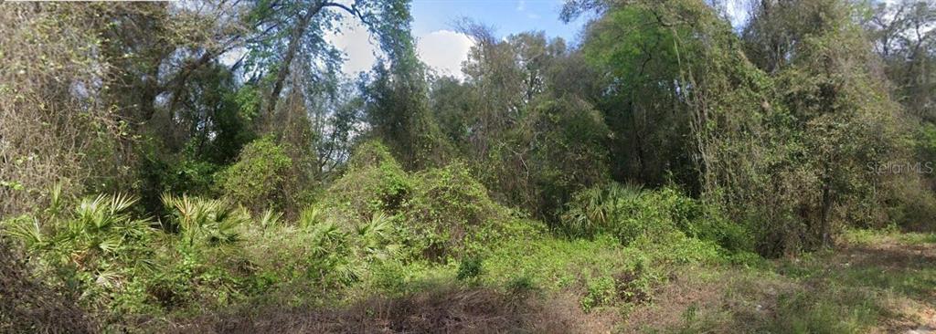 a view of a lush green forest