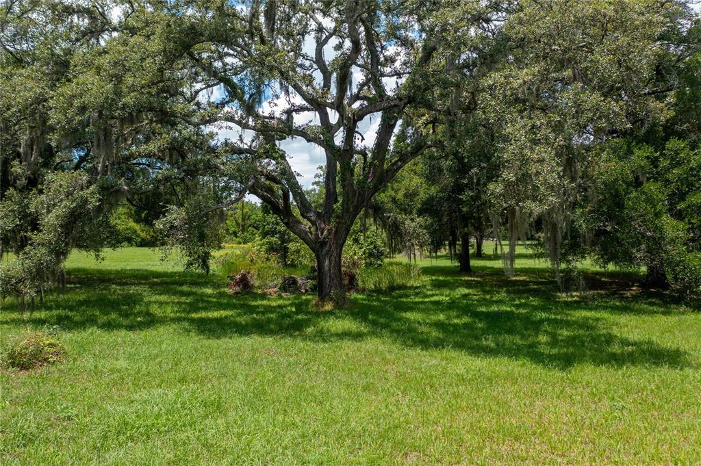 a view of a trees in a yard