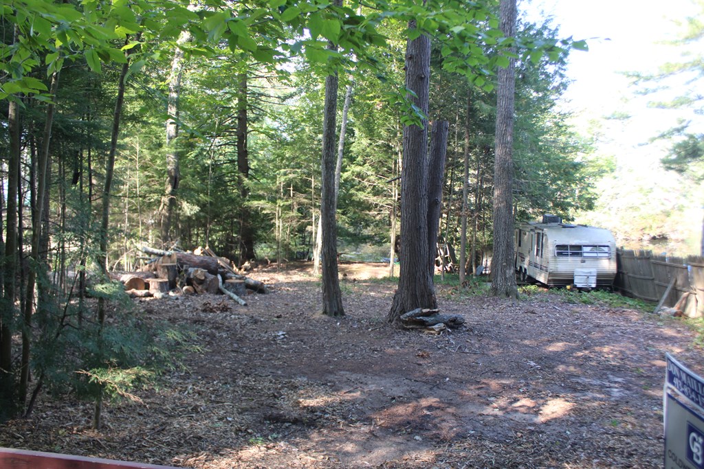 a view of a forest with trees in the background