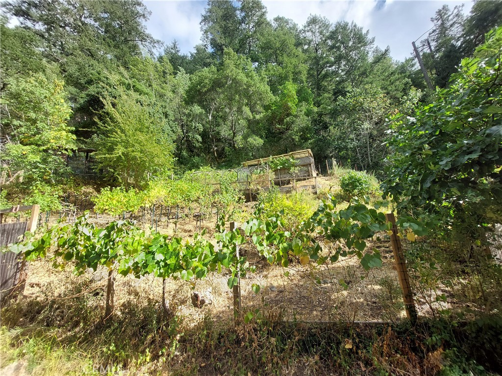 a view of a garden with a tree