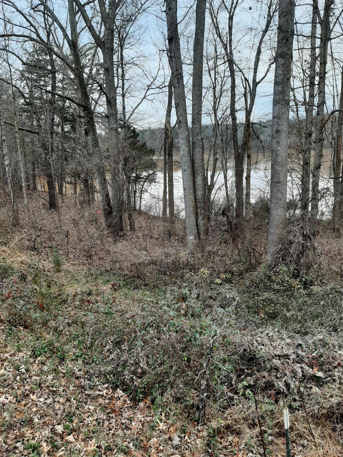 a view of a yard with trees