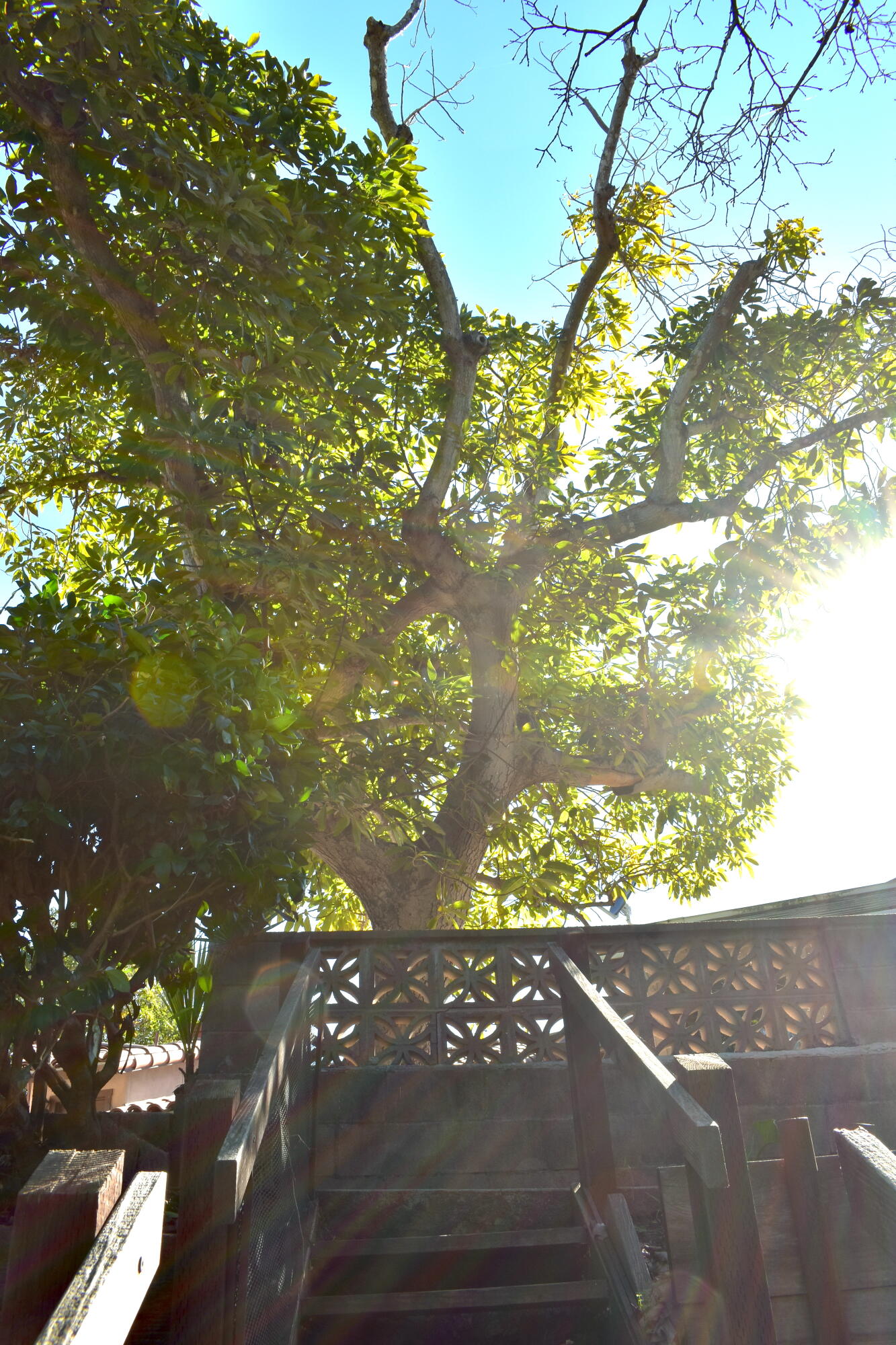 a view of a tree next to a yard