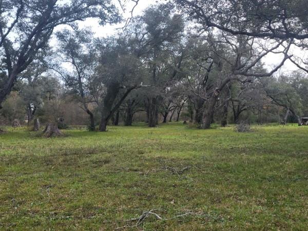 a view of a field with trees in the background