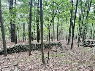 a view of a forest filled with trees