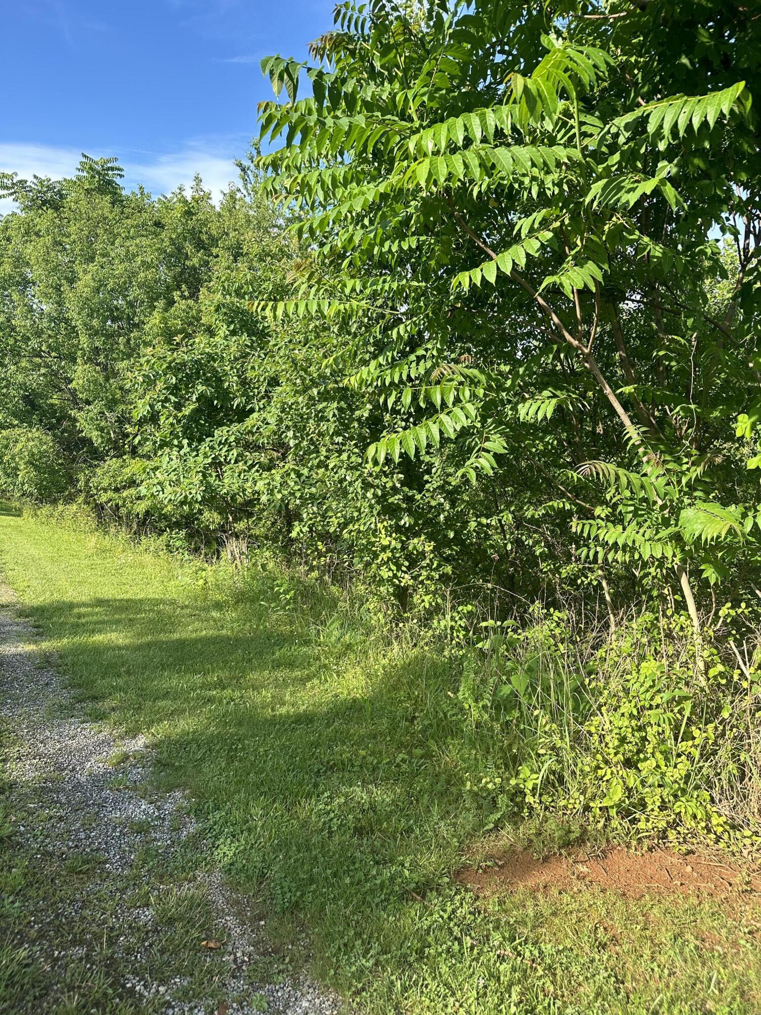 a view of a lush green space