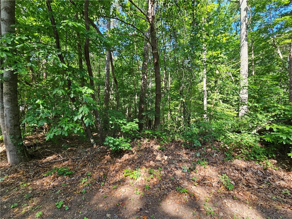 a view of a lush green forest