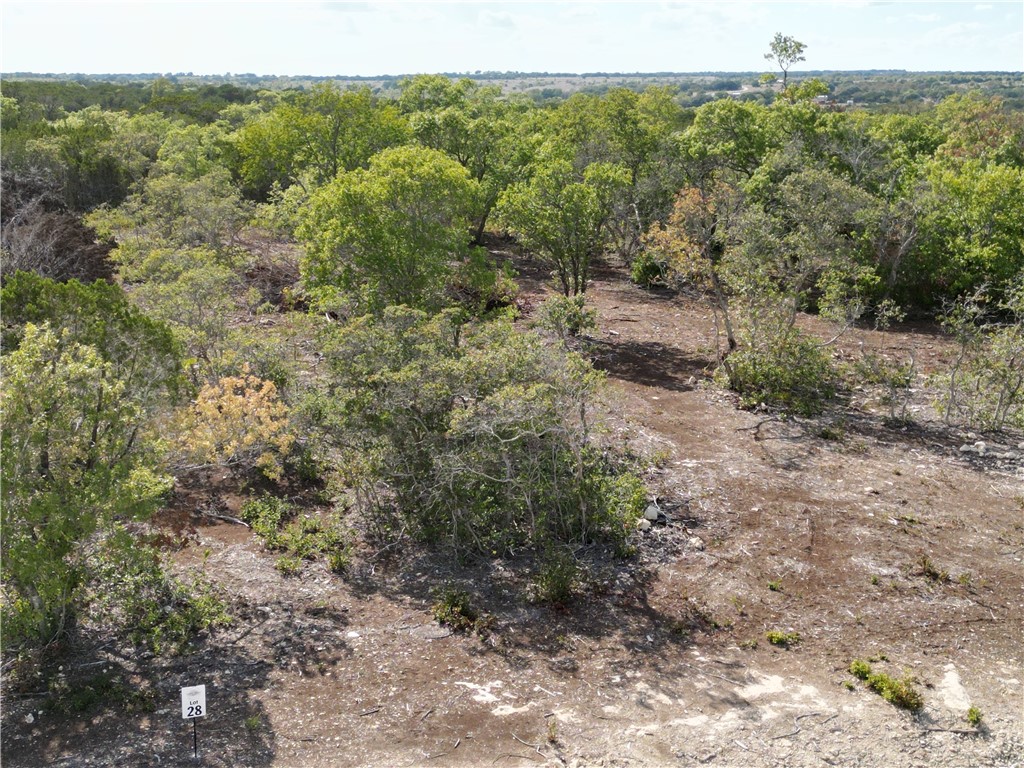 a view of a forest with trees in the background