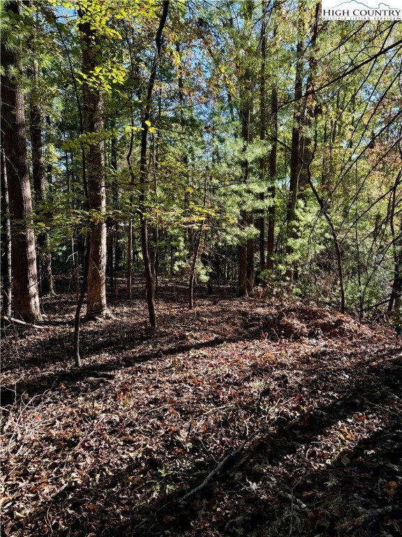 a view of a forest with trees